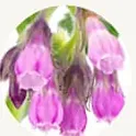 Bunga comfrey berwarna ungu