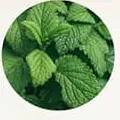 Daun peppermint segar