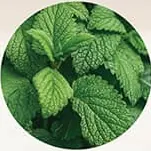 Daun peppermint segar